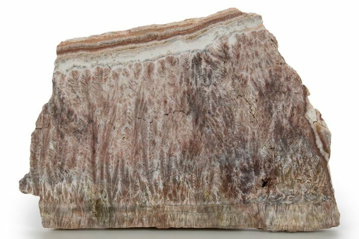 Polished Feathery Travertine (Aragonite) Slab - Mexico #324324